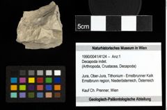 Foto (Objekt + Etiketten) von Decapoda indet. 